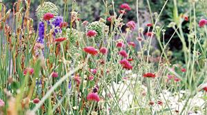 Planting choices